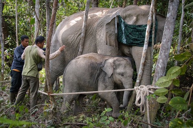 This photo taken November 6, 2025 shows staff members from the Riau Natural Resources Conservation Center (BBKSDA Riau) installing a GPS collar on a tranquilized wild Sumatran female elephant that has been blindfolded to reduce visual stimulation during the procedure, in the Tesso Tenggara conservation area, Pelalawan Regency, Riau. (Photo by Wahyudi/AFP Photo)