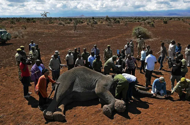 Vets collar an elephant after it was darted with a tranquilizer outside Amboseli National Park on November 2, 2016. The International Fund for Animal Welfare (IFAW) is collaring two young male elephants from the Amboseli region to better understand their migration routes. As Kenya' s population increases dramatically every year more land traditionally used by elephants as routes is being populated and developed and elephants have been impacted. IFAW intends to study data from the collared elephants movements to plot how this impact affects them. (Photo by Carl de Souza/AFP Photo)