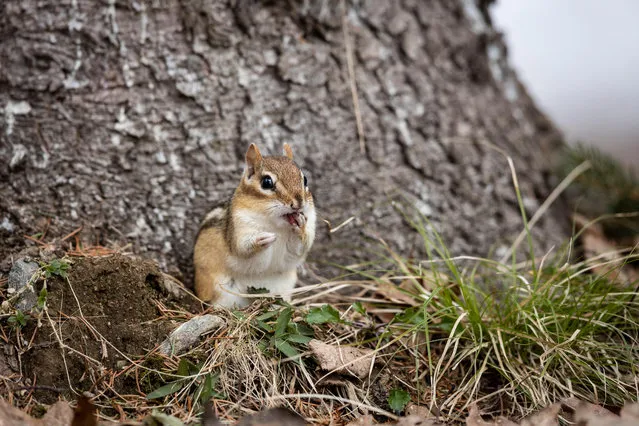 A chipmunk (Tamias), part of the Sciuridae family, forages for food in Ontario, Canada. (Photo by Ryan Carter/Alamy Stock Photo)