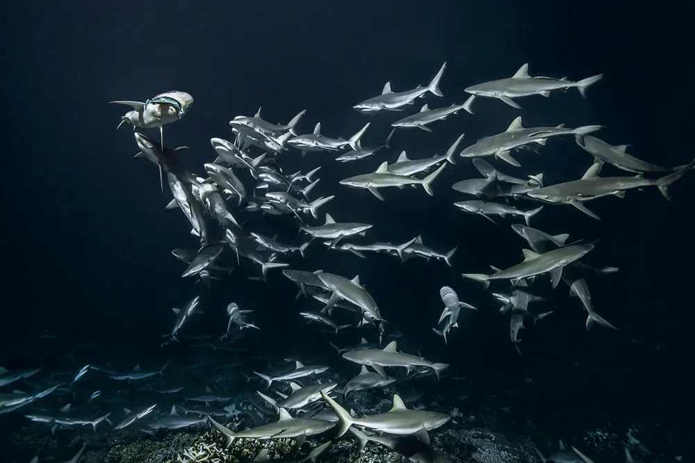 Shark Feeding Frenzy