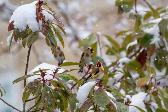 Goldfinches in a snowy garden, Burley in Wharfedale, West Yorkshire, UK. (Photo by Rebecca Cole/Alamy Stock Photo)