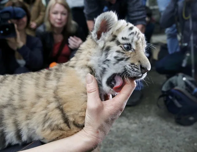 Five week old Amur tiger cub “Alisha” is surrounded by photographers during it's presentation to the media at the Tierpark Friedrichsfelde zoo in Berlin January 22, 2015. (Photo by Fabrizio Bensch/Reuters)