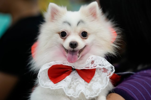 A dog named Luna wears a Dracula costume during a Halloween pet party at a mall in Valenzuela city, Philippines on Saturday, October 19, 2024. (Photo by Aaron Favila/AP Photo)