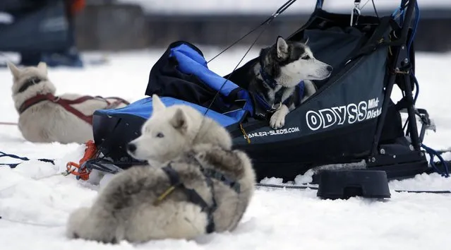 Dogs rest during a break in a stage of the Sedivackuv Long dog sled race in Destne v Orlickych horach January 22, 2015. (Photo by David W. Cerny/Reuters)