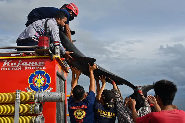 Firefighters transport a dolphin out to sea after it got lost in a shallow water river in Luwu Regency, Belopa, Indonesia on February 5, 2021. The rescue team managed to bring the poor dolphin back to sea after it strayed several kilometres towards the residential area. (Photo by Hariandi Hafid/ZUMA Wire/Rex Features/Shutterstock)