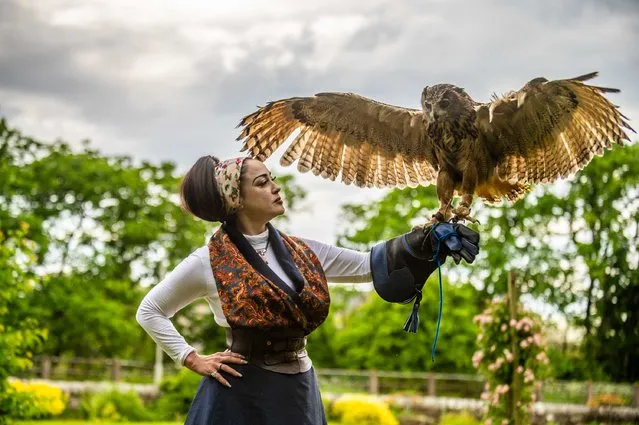 Lady Hadassah Sarunac-Broscova, who runs the Blue Highland Bird Rescue and Conservation Centre in United Kingdom, with Marlowe the Eurasian eagle-owl in the last decade of June 2023. (Photo by Michael Traill/The Times)