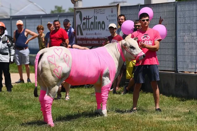 A pink cow prior to the 105th Giro d'Italia 2022, Stage 14 a 147km stage from Santena to Torino / #Giro / #WorldTour / on May 21, 2022 in Turin, Italy. (Photo by Tim de Waele/Getty Images)