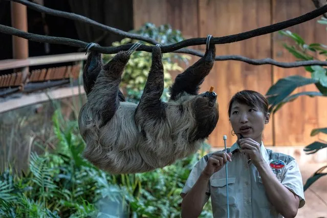 A worker stands next to a Southern Two-toed Sloth at the Sloth and Friends Studio inside Hong Kong Ocean Park on August 3, 2023 in Hong Kong, China. (Photo by Vernon Yuen/Rex Features/Shutterstock)