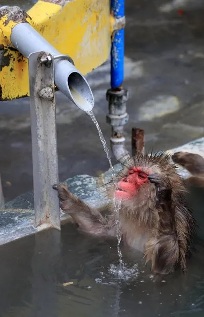 A Japanese macaque drinks hot water in an outdoor hot spring bath at Hakodate Tropical Botanical Garden on December 1, 2016 in Hakodate, Hokkaido, Japan. (Photo by The Asahi Shimbun via Getty Images)