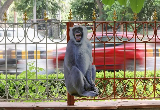 A cut-out of a langur is tied to a fence alongside a road to scare away monkeys, ahead of the G20 Summit in New Delhi, India on August 30, 2023. (Photo by Anushree Fadnavis/Reuters)