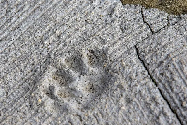 The print of a cat paw is embedded in concrete on Aoshima Island in Ehime prefecture in southern Japan February 25, 2015. An army of cats rules the remote island in southern Japan, curling up in abandoned houses or strutting about in a fishing village that is overrun with felines outnumbering humans six to one. Picture taken February 25, 2015.REUTERS/Thomas Peter 