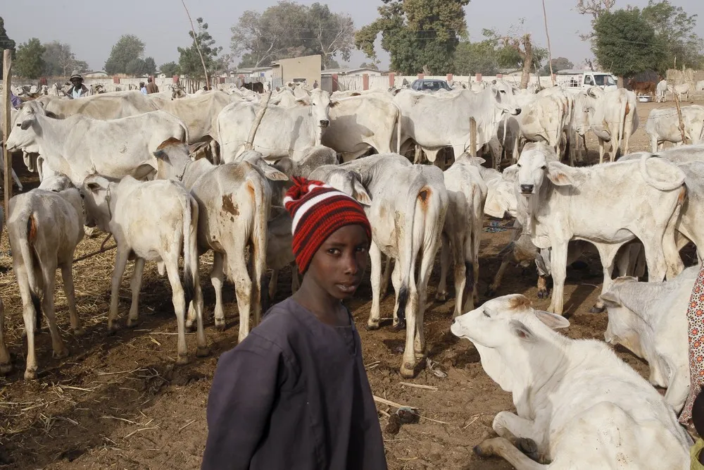 Dairy Farming in Nigeria