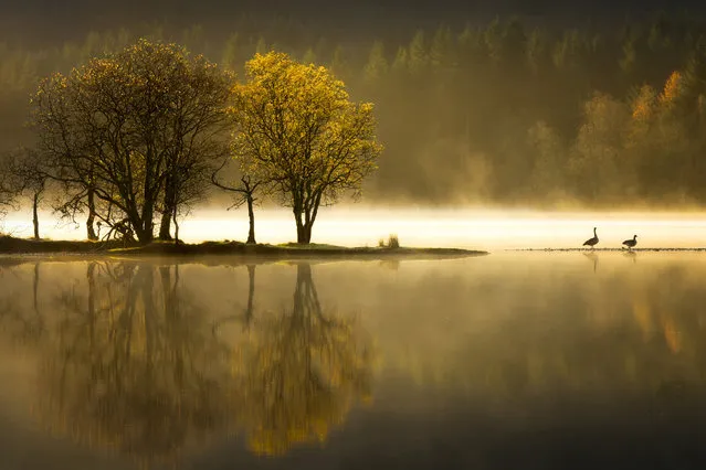 Ard awakening, Loch Ard, Scotland, by Karen Deakin: “Early morning mist skimmed the surface of the loch as the geese honked and the sunrise softly awakened the sublime landscape around them”. Classic view, adult class – shortlisted. (Photo by Karen Deakin/Landscape Photographer of the Year)