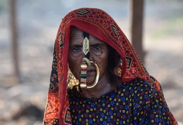 This picture taken on October 22, 2018 shows an Indian member of a nomadic shephard community from the remote Kutch region of India's western Gujarat state looking on with a traditional nose ring ornament at a camp where the group has relocated in search of sustenance for their livestock, in Mehsana district some 100km from Ahmedabad. - Due to drought conditions in their traditional agriculture lands in the Kutch region in western Gujarat state, around 40 Indian members of a nomadic shephard group have walked hundreds of kilometres to Mehsana district in the last six weeks in search of adequate food and water for their buffalo and other livestock. (Photo by Sam Panthaky/AFP Photo)