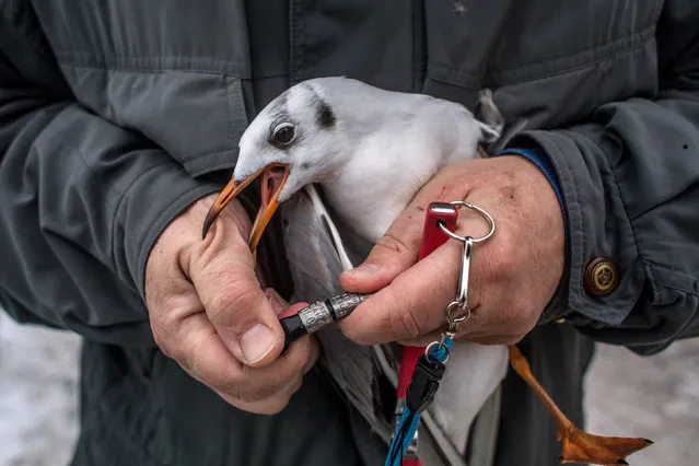 Ornithologist, Ivan Miksik, from the Bird Ringing Centre of the Czech National Museum, holds a gull as he rings it, on the bank of the Vltava river on January 19, 2016 in Prague, Czech Republic. Capturing birds for ringing occurs mostly in winter as gulls tend to spend their winters in city centres where they find food and warmth. Ornithologists are working to gain information into why the numbers of gulls are in decline. (Photo by Matej Divizna/Getty Images)