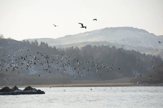 Seagulls fly above a bay near Krabozavodskoye settlement on the Island of Shikotan, one of four islands known as the Southern Kuriles in Russia and the Northern Territories in Japan, December 19, 2016. (Photo by Yuri Maltsev/Reuters)