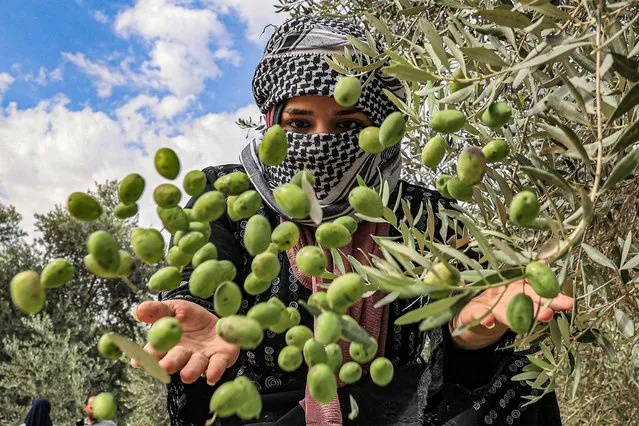 A woman throws olives into a freshly-harvested pile beneath a tree, during the harvest season in Khan Yunis in the southern Gaza Strip on October 5, 2023.  (Photo by Said Khatib/AFP Photo)