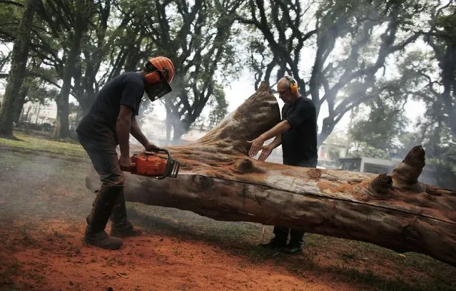 Assistant Jailton Procopio cuts a tree with a chainsaw to create a bench as Brazilian artist Hugo Franca directs him at Ibirapuera park in Sao Paulo March 17, 2015. (Photo by Nacho Doce/Reuters)