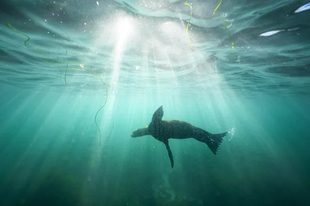 A sea lion swims over sea grass in La Jolla Cove Tuesday, October 10, 2023, in San Diego. (Photo by Gregory Bull/AP Photo)