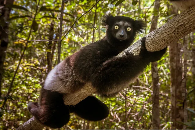 The secretive indri (Indri indri) of Madagascar, the largest living lemur. It is also critically endangered and highly evolutionarily distinct with no close relatives, which makes its branch one of most precarious on the mammal evolutionary tree. In the likely event that the indri goes extinct, we will lose 19m years of unique evolutionary history from the mammal tree of life. (Photo by Pierre-Yves Babelon/Aarhus University)