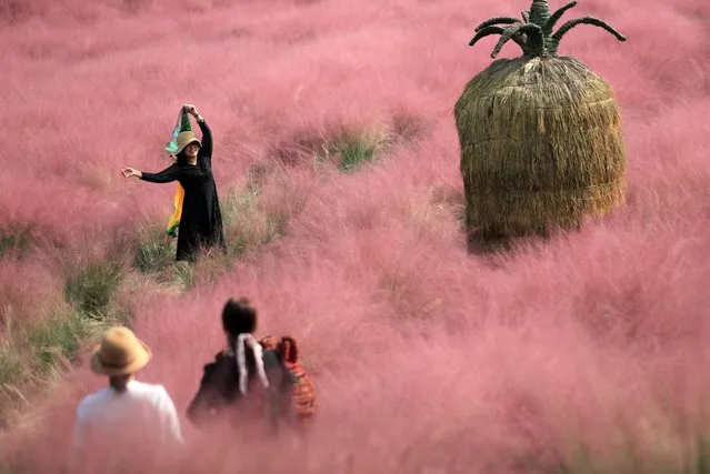 Aerial photo shows romantic pink muhly grass in Yizheng City, east China's Jiangsu Province on October 9, 2023. (Photo by Rex Features/Shutterstock)