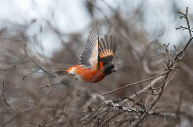 In this October 24, 2018 photo, a Venezuelan male red siskin takes flight in Vargas, Venezuela. The finch-like red siskin is vanishing from the wild at an alarming rate, falling prey to a century of shrinking forests and poachers cashing in on their brilliant red feathers, prized around the world by breeders of exotic birds. (Photo by ernando Llano/AP Photo)