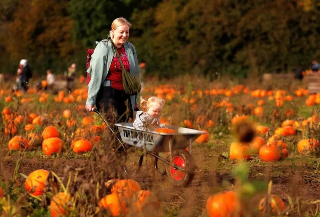 Harriet and her child pick pumpkins at The Pop up Farm ahead of Halloween, in Flamstead, St Albans, Britain on October 23, 2023. (Photo by Andrew Couldridge/Reuters)