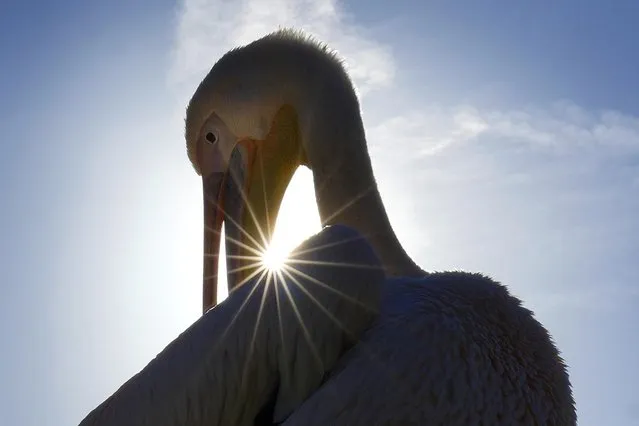 A pelican preens his feathers in front of low winter sun in St James's Park in London, Monday, November 6, 2023. (Photo by Kirsty Wigglesworth/AP Photo)