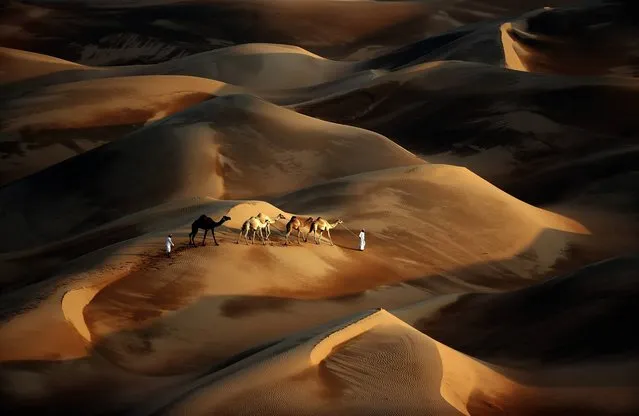Tribesmen lead their camels through the sand dunes of the Liwa desert, 220 kms west of Abu Dhabi, on November 23, 2013. (Photo by Karim Sahib/AFP Photo)