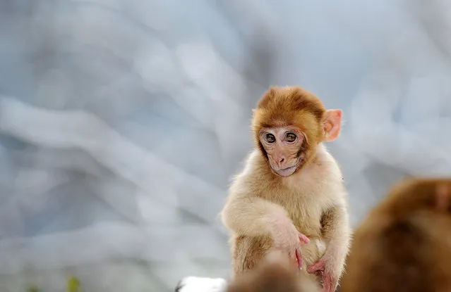 A young wild macaque monkey in the snow in a park on Qianling Mountain in China’s central Guizhou province on January 3, 2019. (Photo by Yang Wenbin/Xinhua News Agency/Barcroft Images)