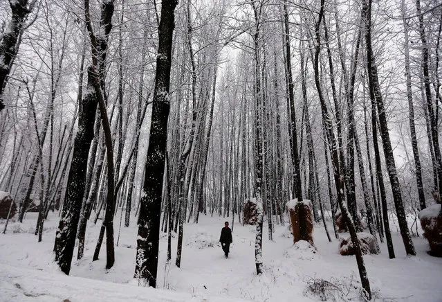 A man walks under snow-covered trees during a snowfall on a cold winter morning in Pattan, north of Srinagar, January 5, 2017. (Photo by Danish Ismail/Reuters)