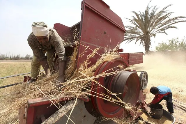 Farmers harvest wheat on a field in the El-Menoufia governorate, about 9.94 km (58 miles) north of Cairo in this April 23, 2013 file photo. Egypt's decision to slash wheat subsidies, which has infuriated farmers, threatens to cut future harvests and force the country to burn scarce dollars on more imports during a foreign currency crisis, traders and experts say. (Photo by Mohamed Abd El Ghany/Reuters)
