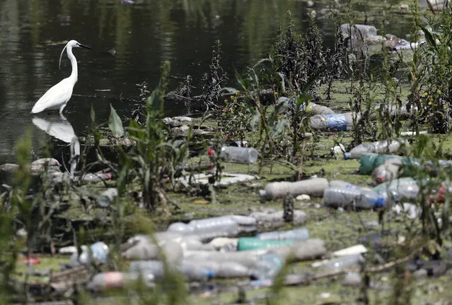 A white heron stands between dumped plastic bottles and waste on the bank of the river Sava on World Environment Day, in Belgrade, Serbia, Friday, June 5, 2020. (Photo by Darko Vojinovic/AP Photo)