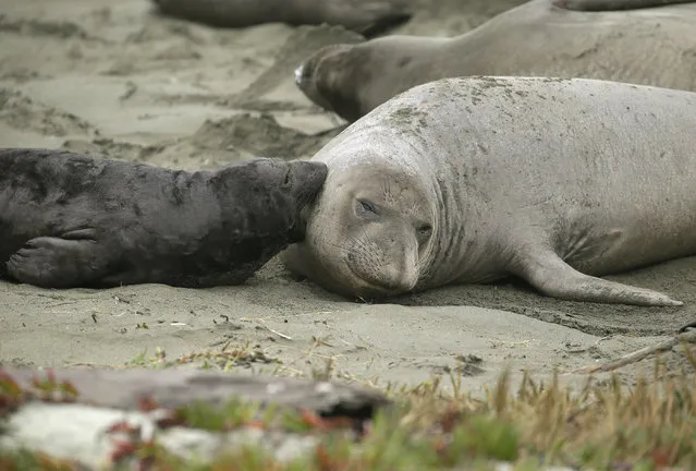 Elephant seals and their pups occupy Drakes Beach, Friday, February 1, 2019, in Point Reyes National Seashore, Calif. Tourists unable to visit a popular beach in Northern California that was taken over by a colony of nursing elephant seals during the government shutdown will be able to get an up-close view of the creatures, officials said Friday. Rangers and volunteer docents will lead small groups of visitors starting Saturday to the edge of a parking lot so they can safely see the elephant seals and their newborn pups, said park spokesman John Dell'Osso. (Photo by Eric Risberg/AP Photo)