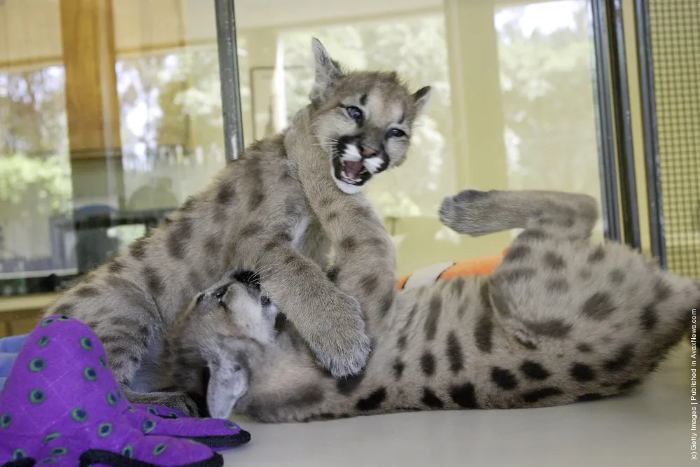 Cougar Cub