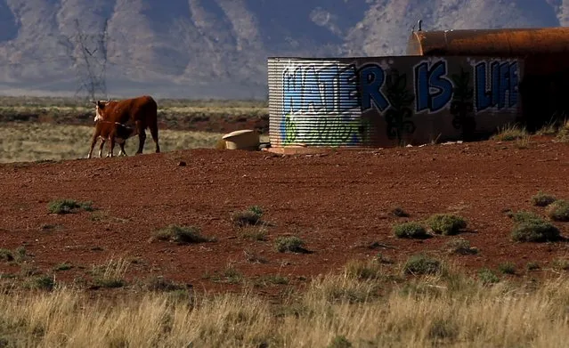 Cattle gather near a water tank painted with the words “Water is Life” outside Grand Canyon National Park in northern Arizona, April 13, 2015. (Photo by Jim Urquhart/Reuters)