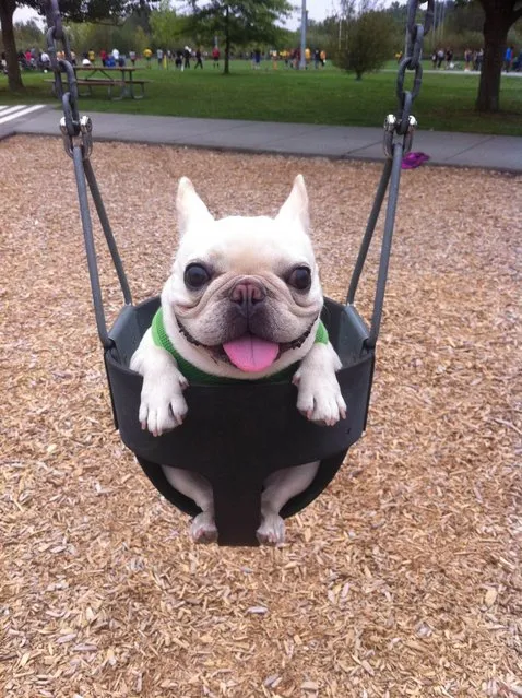 Sir Charles Barkley enjoys some play park time. (Photo by Caters News)