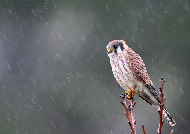 An American kestrel waits out a rain shower as it looks for prey from its perch in a tree overlooking a pasture near Elkton in southwestern Oregon on January 3, 2024. The American kestrel is North America's smallest falcon. (Photo by Robin Loznak/ZUMA Press Wire/Rex Features/Shutterstock)