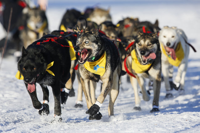 Katherine Keith's team leaves the restart of the Iditarod Trail Sled Dog Race in Willow, Alaska March 6, 2016. (Photo by Nathaniel Wilder/Reuters)