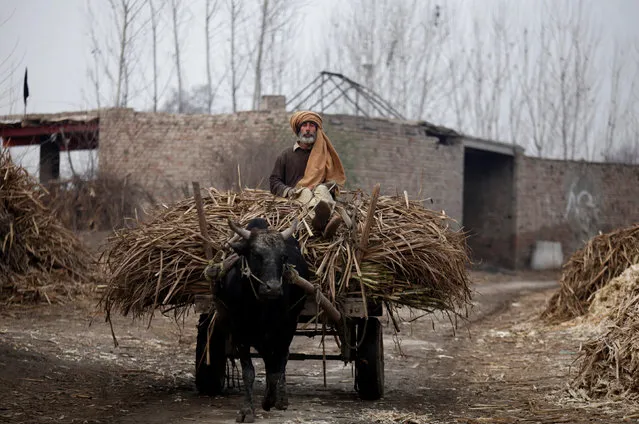 A worker takes a cart full of sugar cane to a processing plant in Charsadda outside Peshawar, Pakistan January 17, 2017. (Photo by Fayaz Aziz/Reuters)