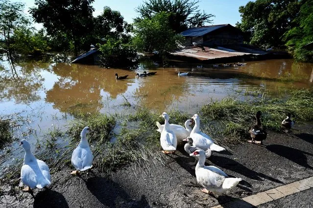 Ducks stand on the road as floodwaters partially submerge their village in the central Thai province of Lopburi on September 28, 2021, as tropical storm Dianmu caused flooding in 30 provinces across the country. (Photo by Lillian Suwanrumpha/AFP Photo)
