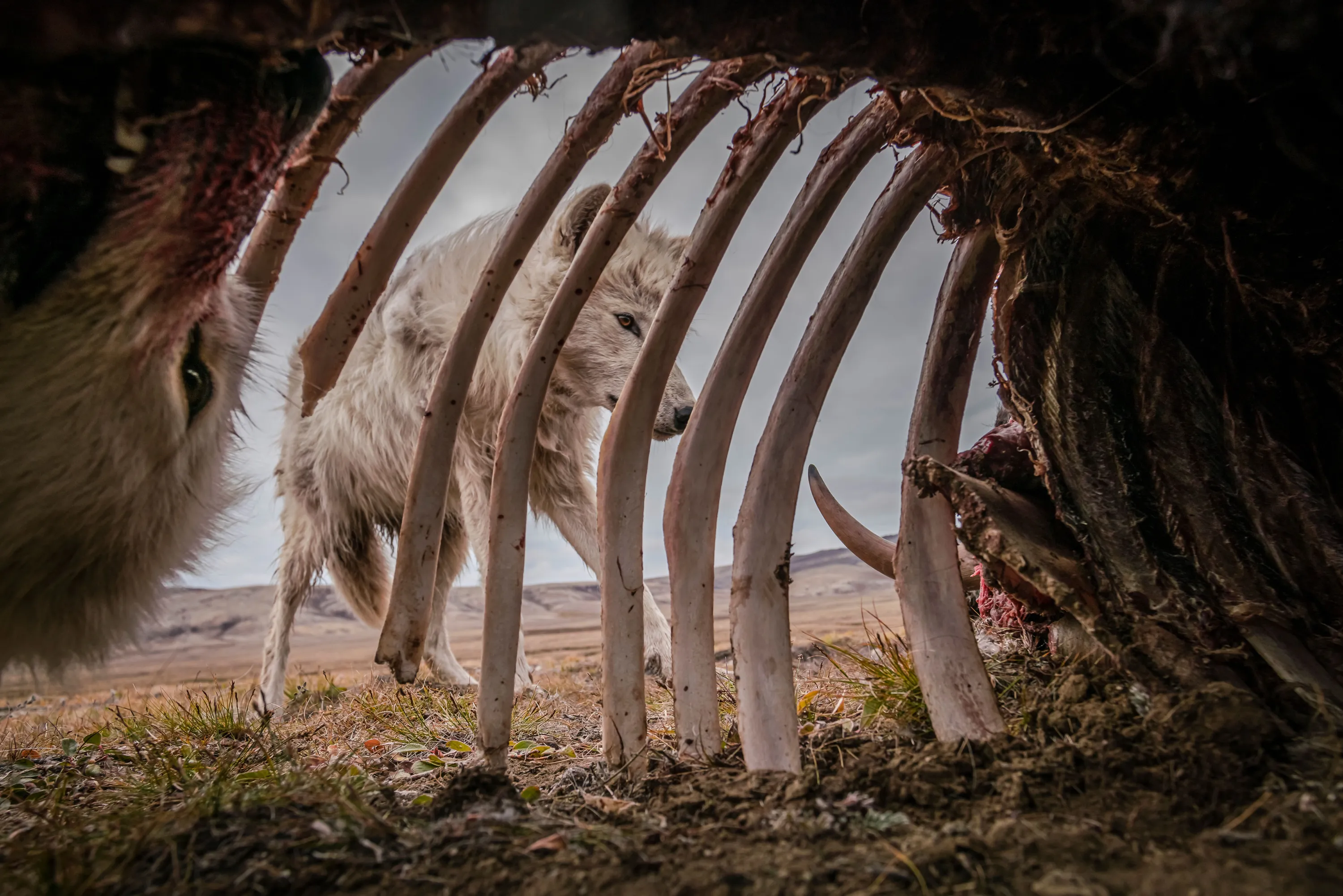 Лучшая фото года. Ронан Донован фотограф. Лучшие фотографии National Geographic 2019. Арктические волки Нэшнл Джеографик. Победители фотоконкурса National Geographic.