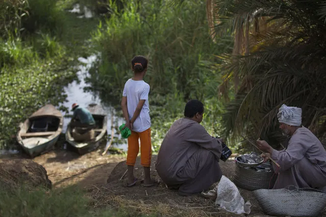 In this Sunday, April 12, 2015 photo, Salama Osman buys fish from a fisherman as his daughter Zainab watches another returning with his catch, in a branch of the Nile River near Abu al-Nasr, about 770 kilometers (480 miles) south of Cairo. (Photo by Hiro Komae/AP Photo)