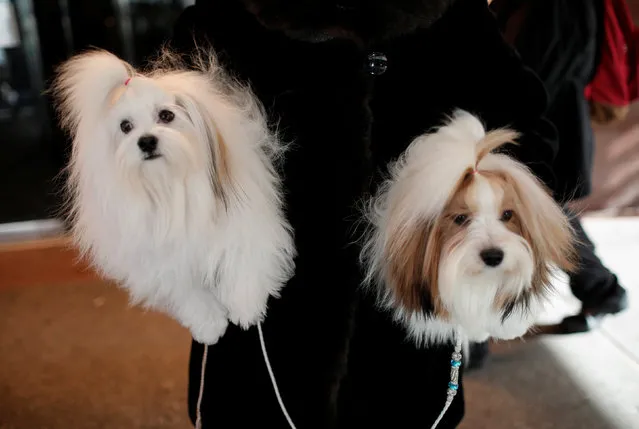 A woman holds a pair of Havanese dogs as they arrive at the Hotel Pennsylvania ahead of the 141st Westminster Kennel Club Dog Show, in midtown Manhattan, New York City, U.S., February 10, 2017. (Photo by Mike Segar/Reuters)