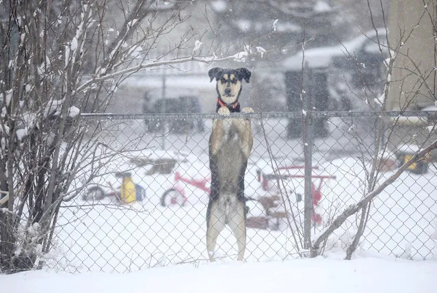 A dog is seen peeking over a chain link fence along Parsley Boulevard during a blizzard warning hitting southeast Wyoming and the Colorado Front Range on Wednesday, April 10, 2019, in Cheyenne, Wyo. People in Colorado and Wyoming were urged to get home early Wednesday and stay there before increasingly heavy snow and wind from a powerful spring storm make travel all but impossible. (Photo by Jacob Byk/The Wyoming Tribune Eagle via AP Photo)