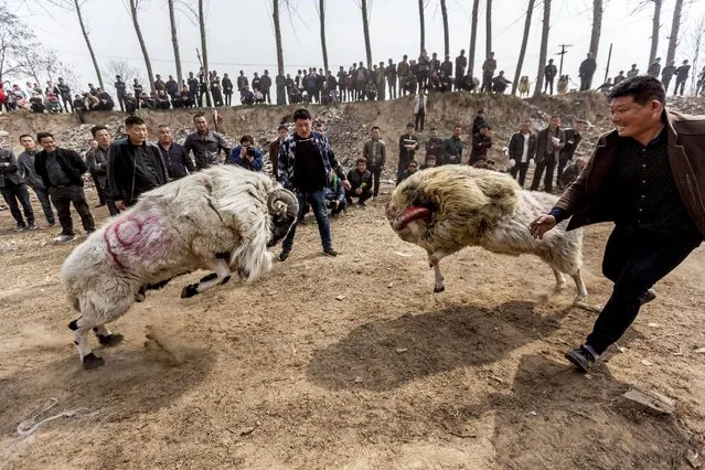 Rams fight at a traditional sheep fighting event during a Temple Festival in Huaxian, Henan Province, China, March 22, 2016. (Photo by Reuters/Stringer)