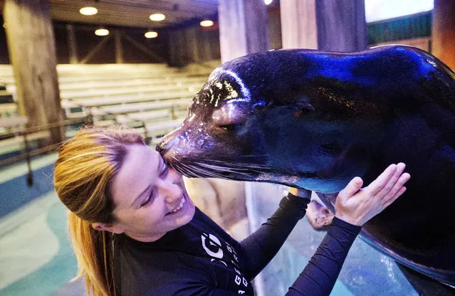 In this Monday, March 28, 2016 photo, trainer Catrina Bloomquist works with Nav, an 11-year-old rescued California sea lion, as part of a new exhibit opening at the Georgia Aquarium. (Photo by David Goldman/AP Photo)