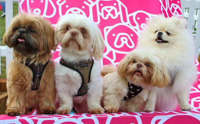 Shih tzu dogs at Dogfest, which is being held this weekend at Knebworth House in Stevenage, England on May 11, 2019. (Photo by Keith Mayhew/SOPA Images/Rex Features/Shutterstock)