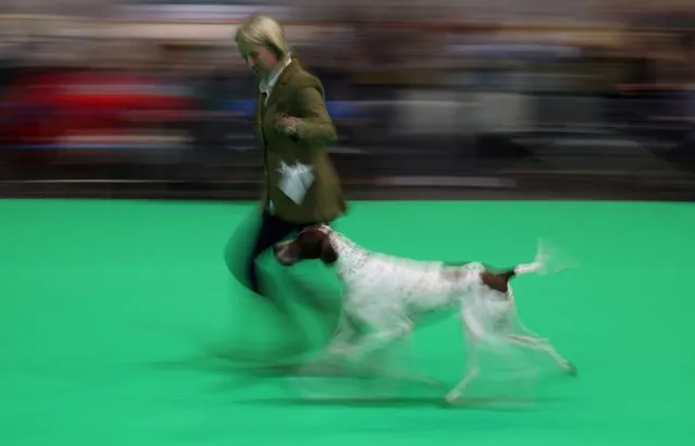 A handler runs in the judging ring with a Pointer on the second day of the Crufts dog show in Birmingham, Britain, Britain, on March 8, 2024. (Photo by Phil Noble/Reuters)