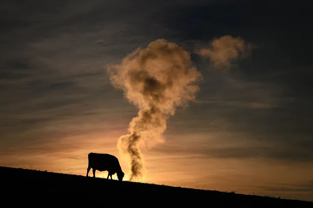 A cow is silhouetted grazing next the smoke of a chimney of an incineration plant in Lausanne at sunrise on November 19, 2021. (Photo by Fabrice Coffrini/AFP Photo)